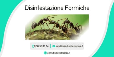 servizio di disinfestazione formiche