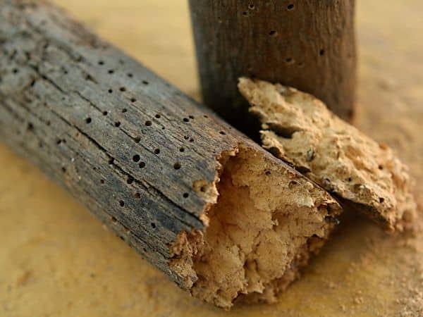Legno danneggiato con fori creati dai tarli