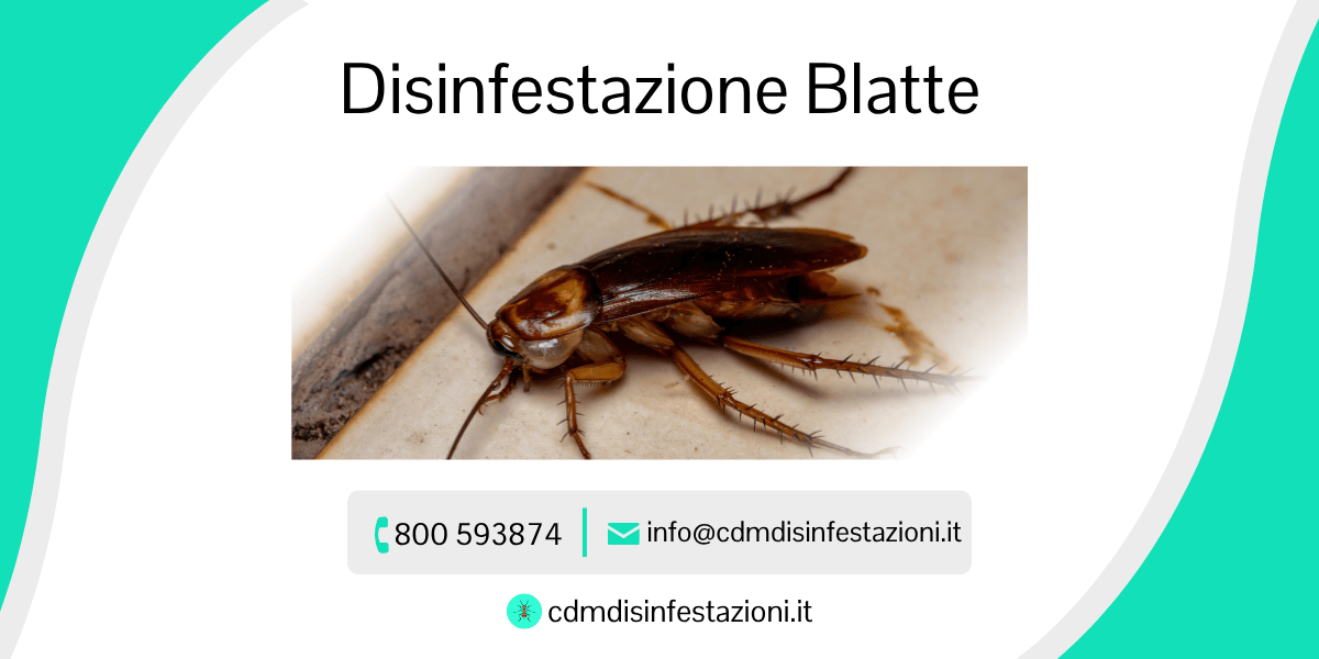 servizio di disinfestazione blatte