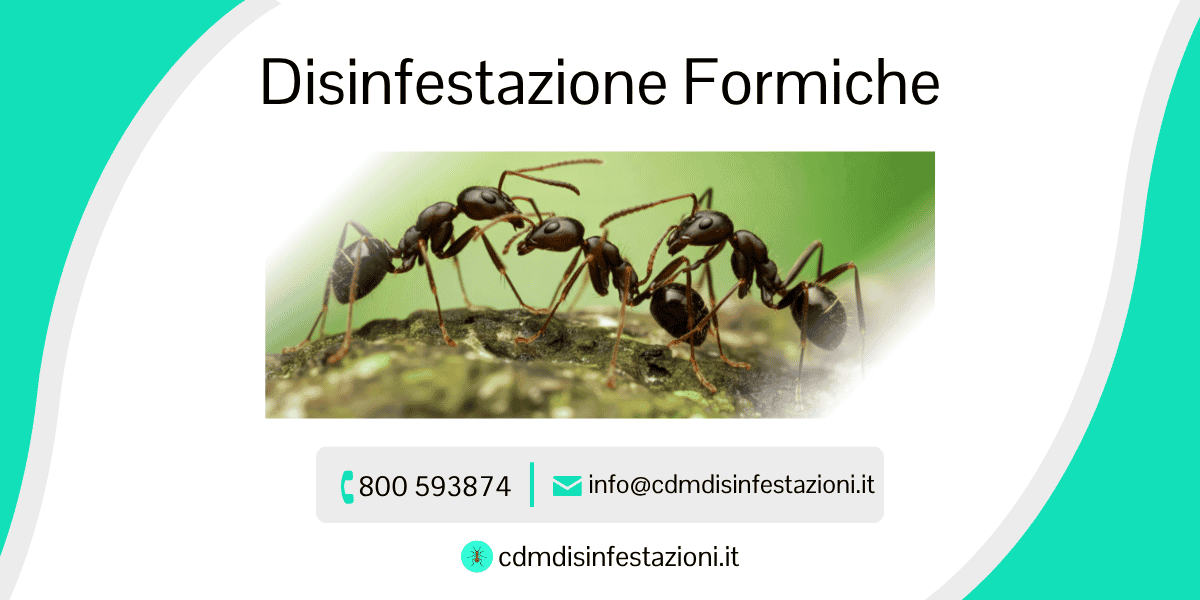 servizio di disinfestazione formiche