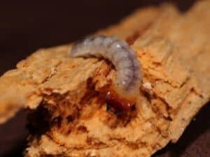 larva di tarlo all'interno del legno