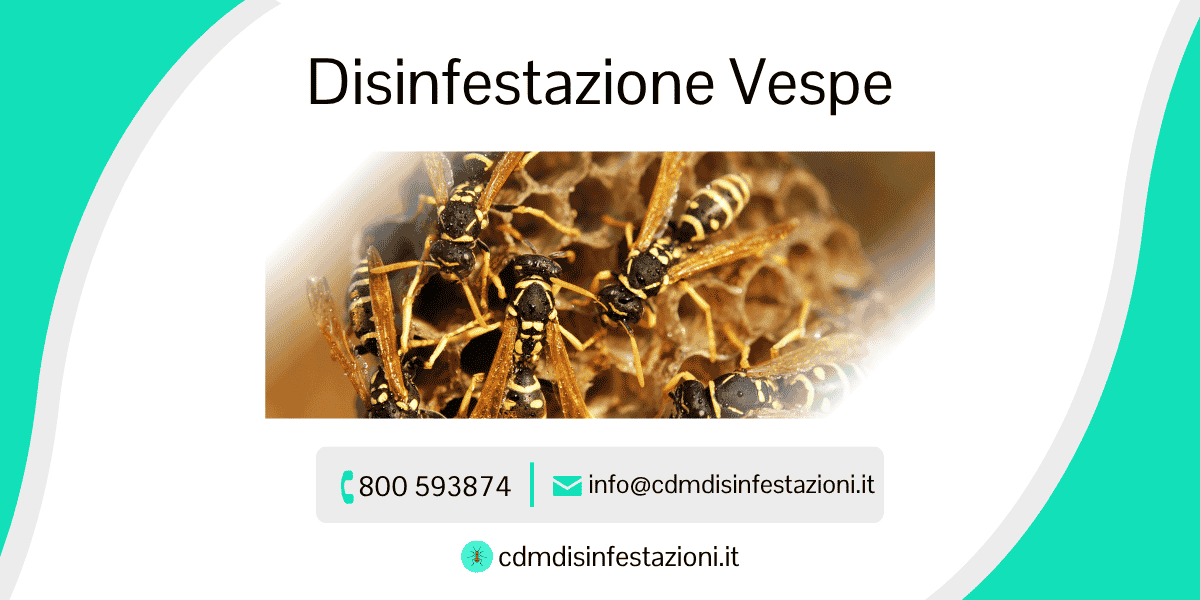servizio disinfestazione vespe