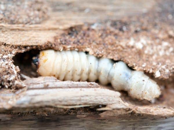Larva di tarlo
