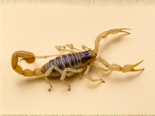 infestazione scorpioni