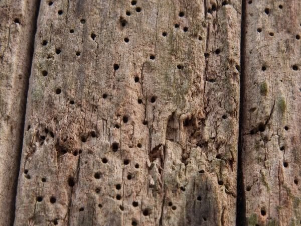 legno tarlato con fori di sfarfallamento