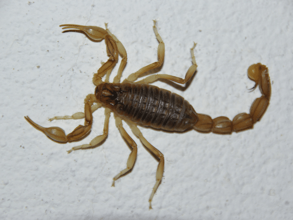 scorpione insetto