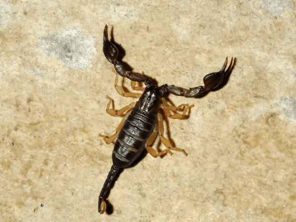 scorpione italiano