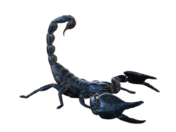 scorpione veleno