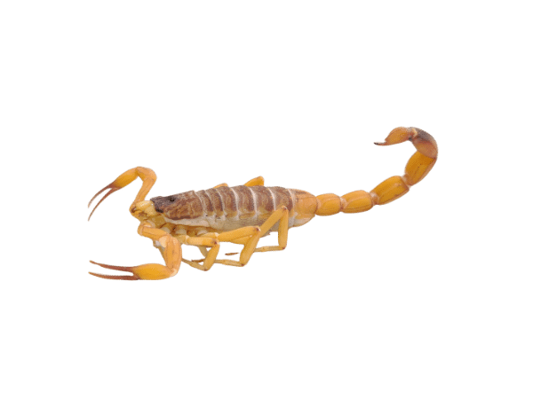 scorpioni di campagna italia
