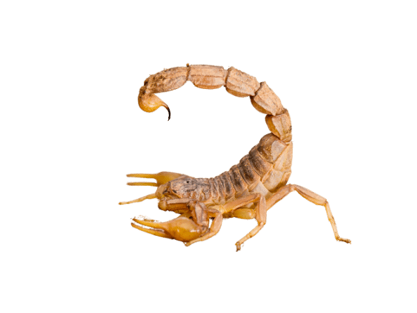 scorpioni disinfestazione
