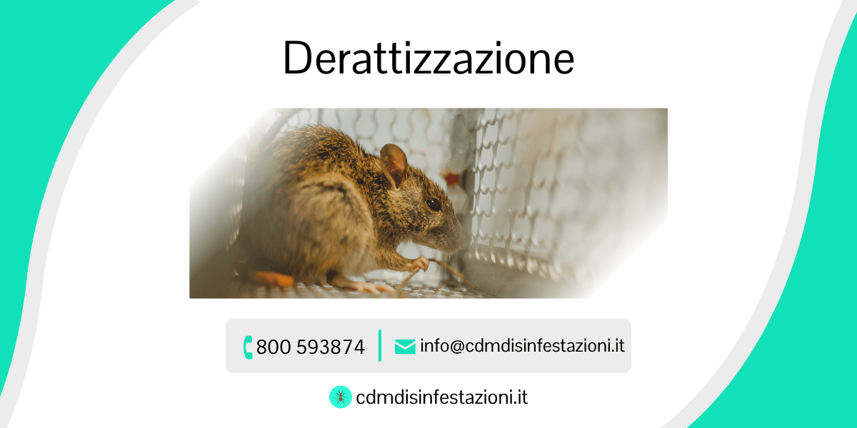servizio derattizzazione